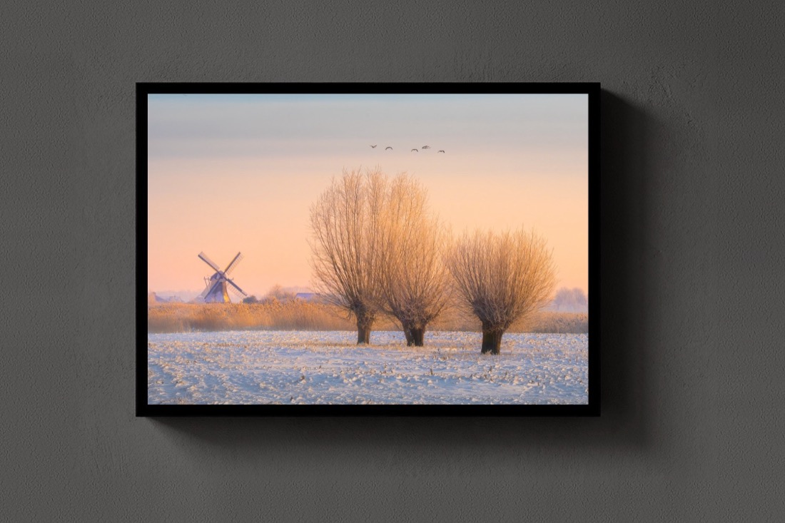Willows in Winter