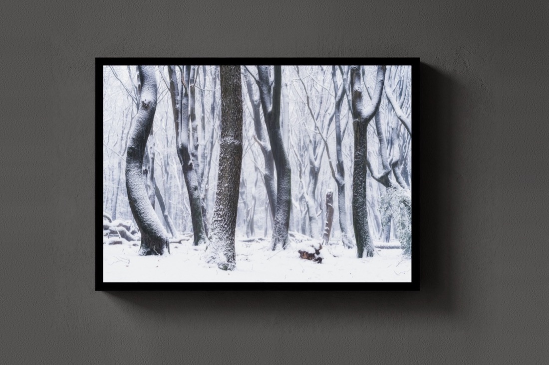 Winter Beeches