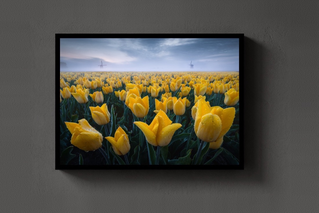 Yellow Field