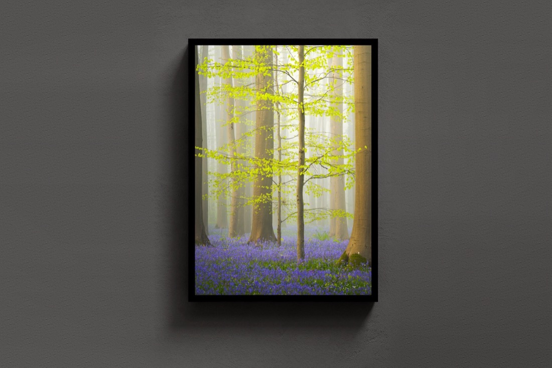 Bluebell Awakening