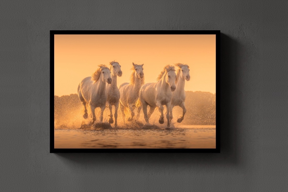 Camargue Gallop