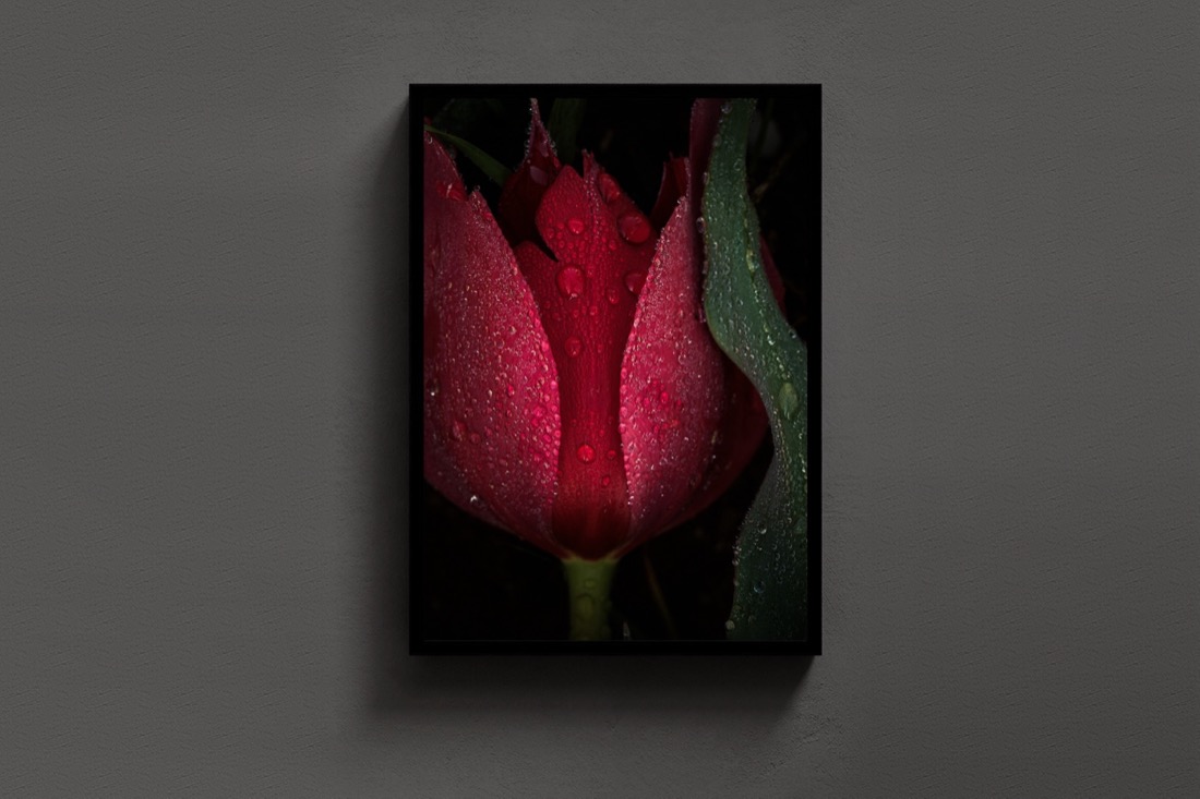 Crowned Tulip