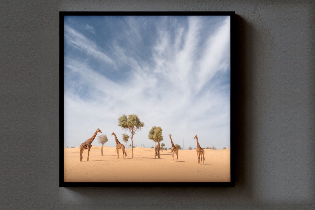 Giraffes in the Dunes