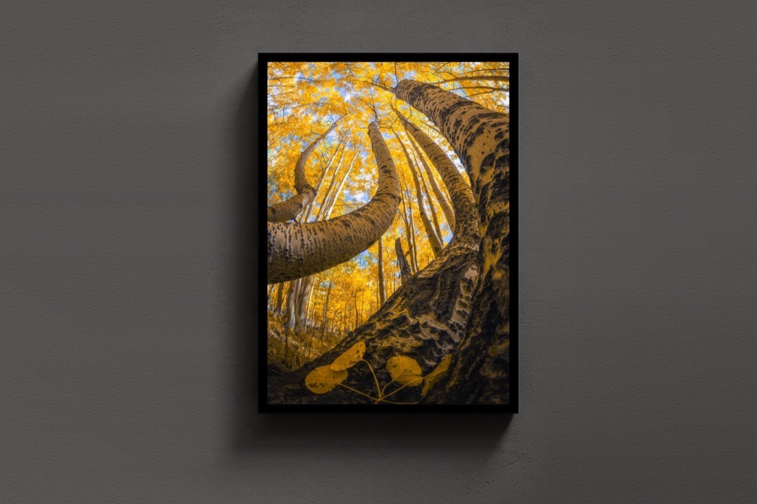 Golden Canopy