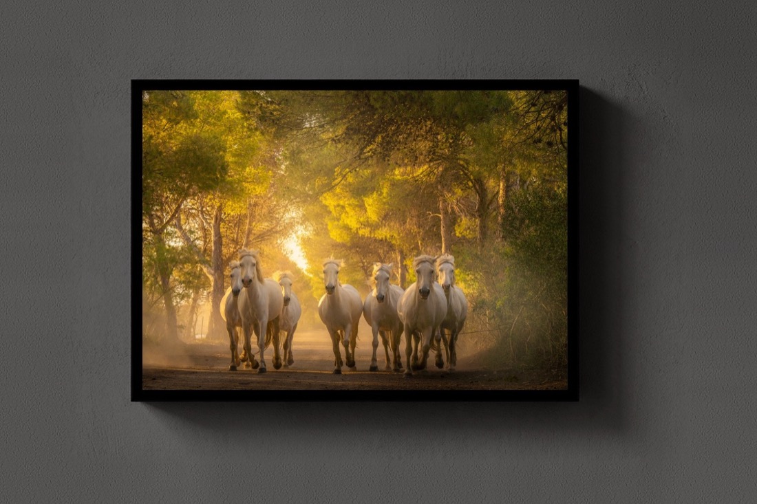 Horses in the Woods