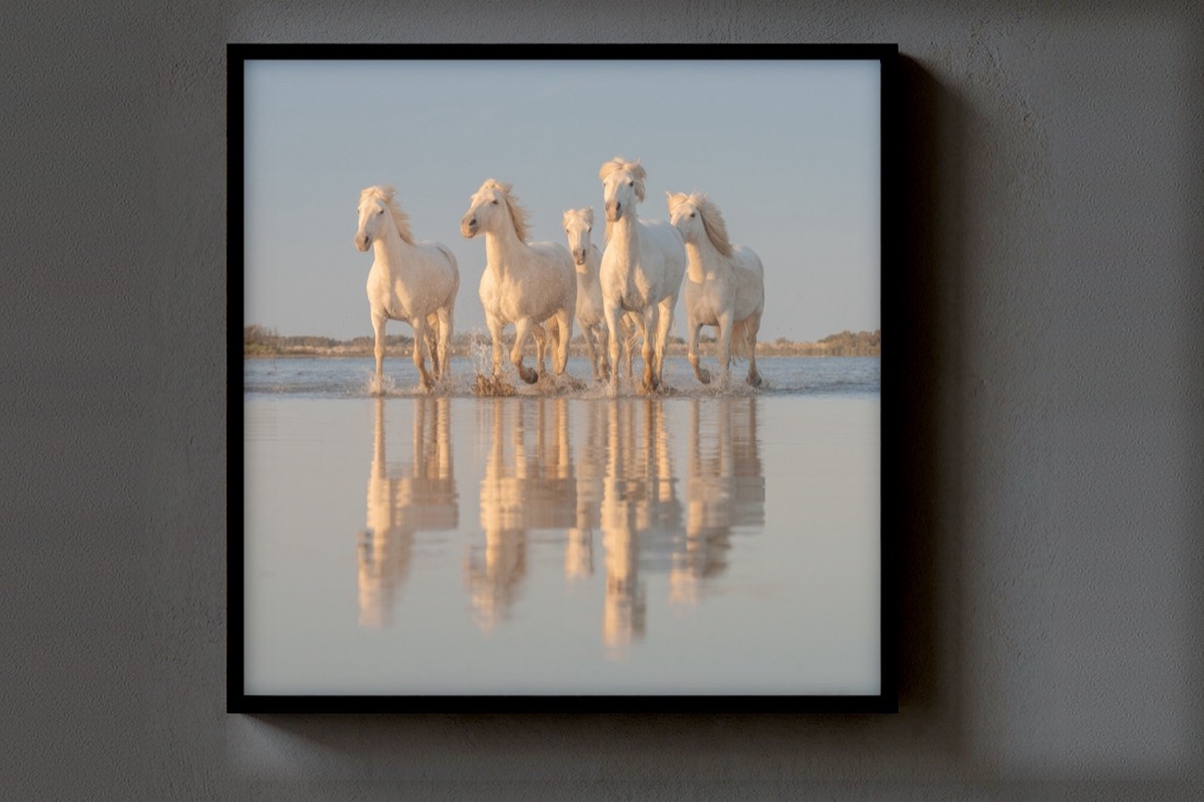 Mirror Herd