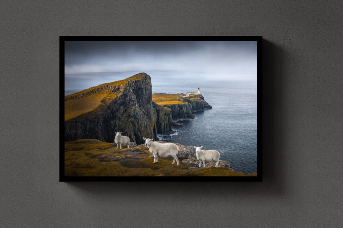 Neist Point Sheep