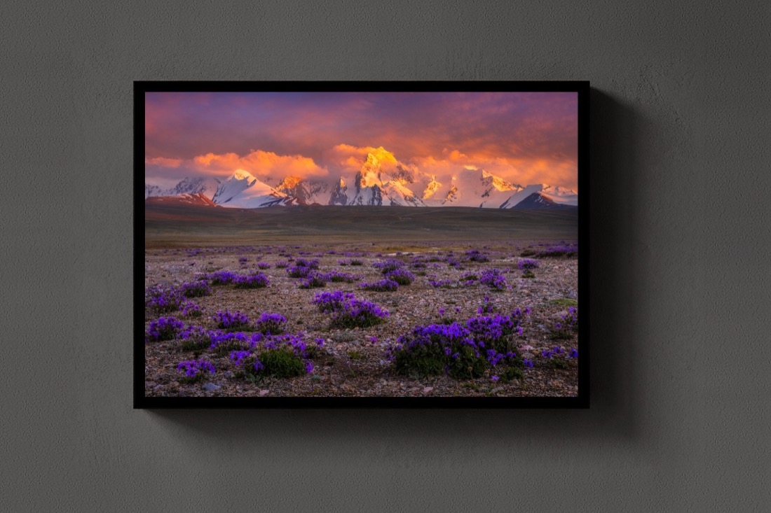 Purple Plains
