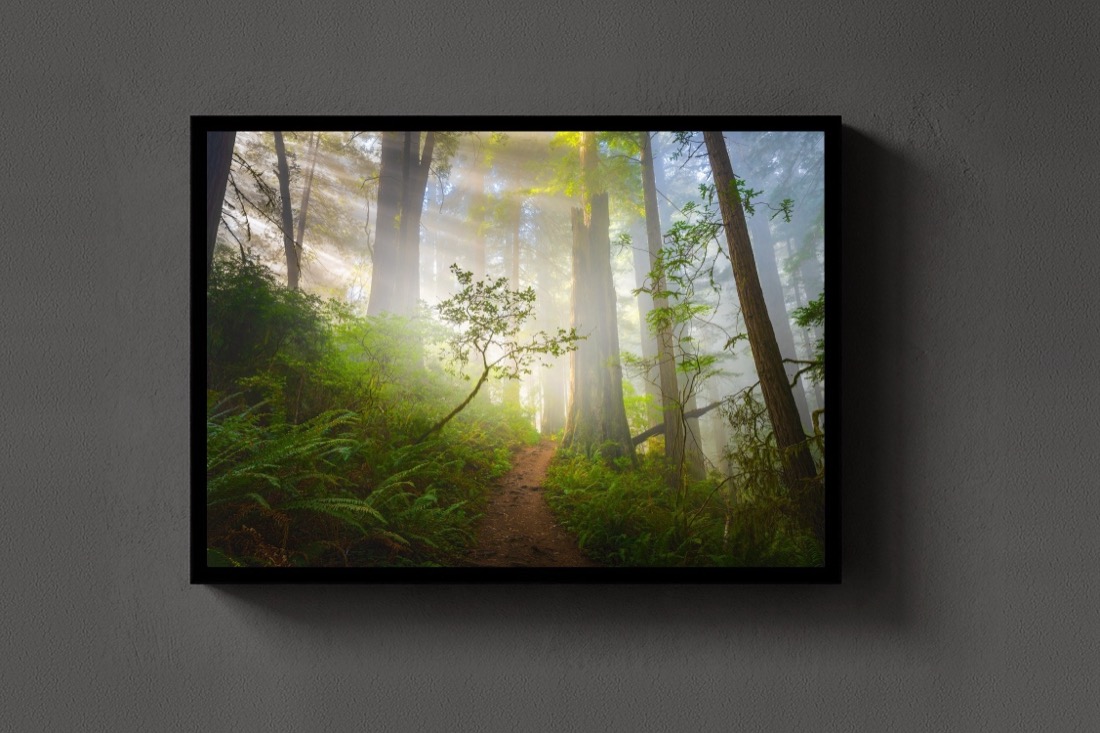 Redwoods