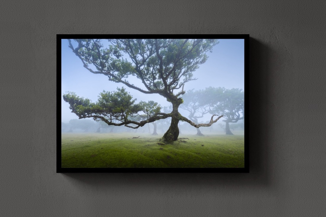The Fanal Tree