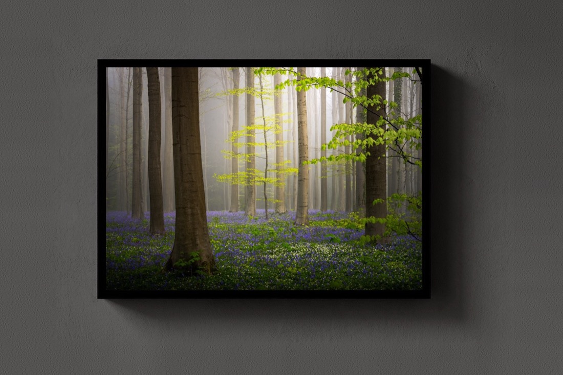 The Spring Forest