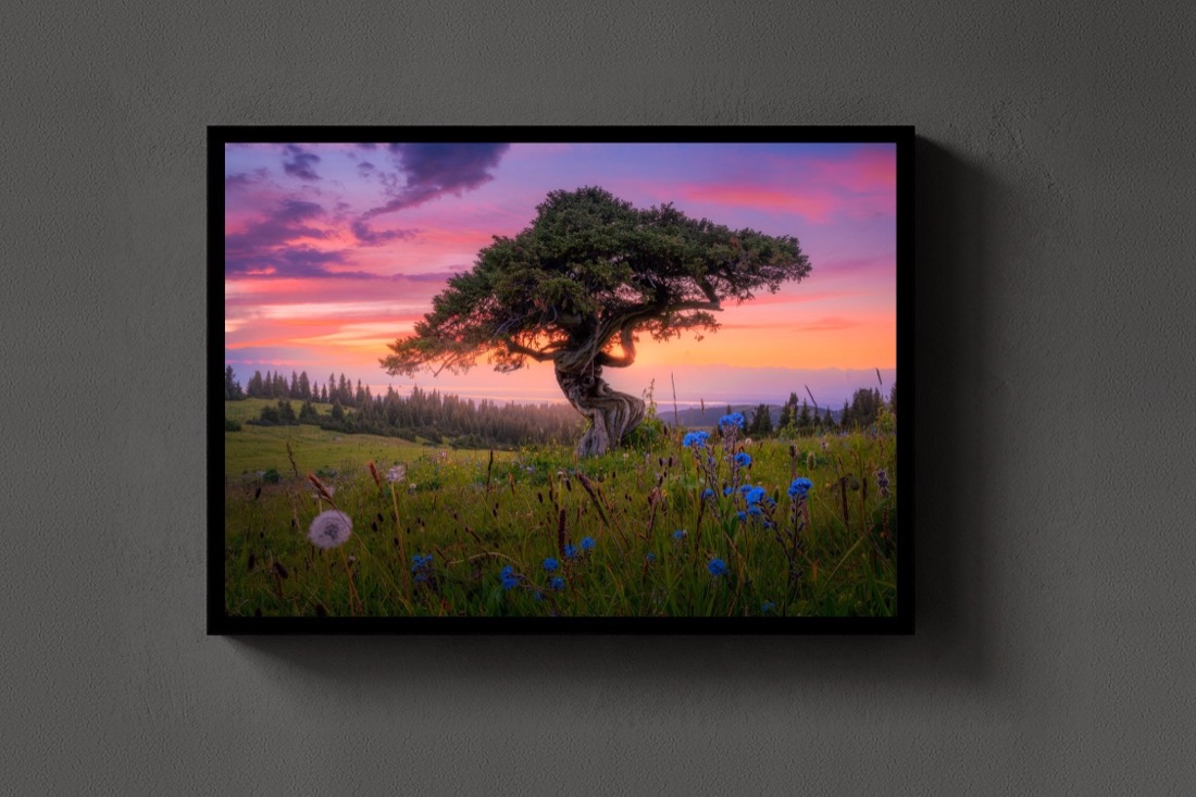 Tree of Wisdom