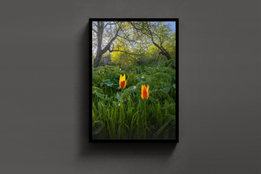 Tulips in the Wild