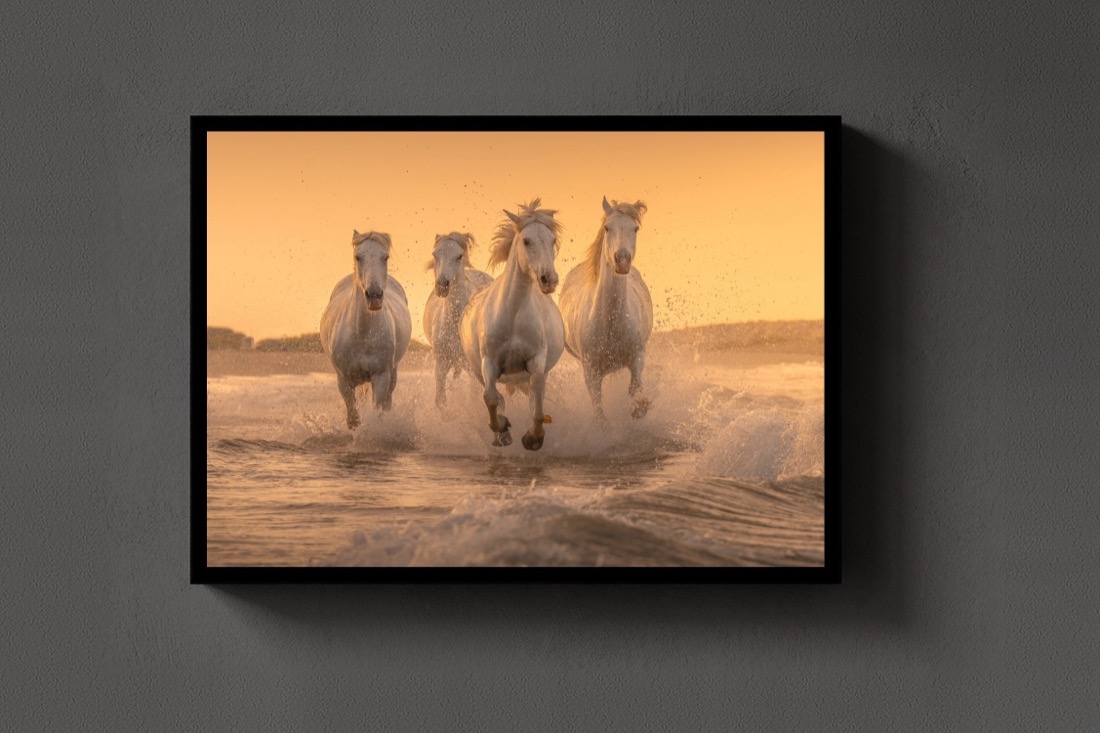 White Angels of Camargue