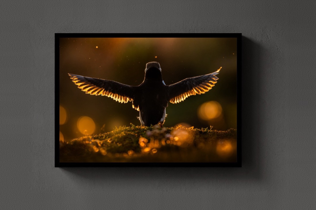 Wings of Gold